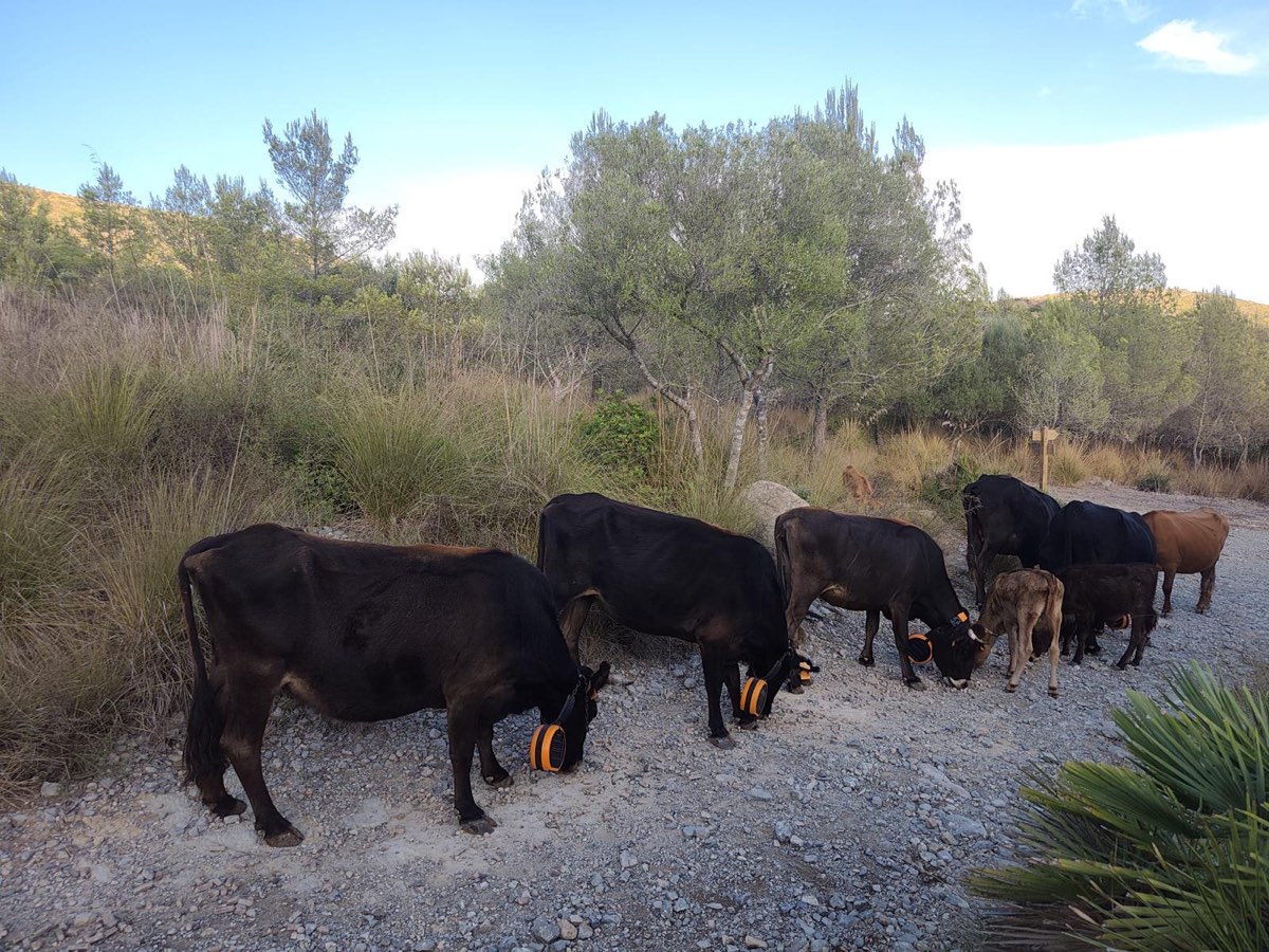 Kühe in der Garrigue
